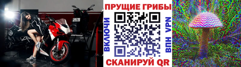 OMG маркетплейс Новая Ладога Псилоцибиновые грибы прущие грибы